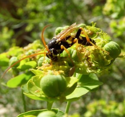 Myzinum sp -2