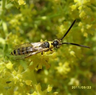 Myzinum sp -3