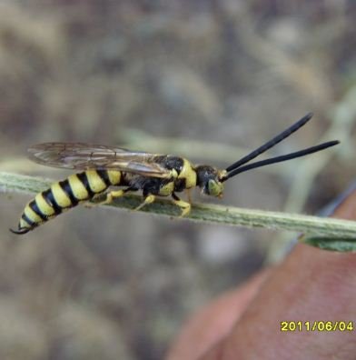Myzinum sp -4