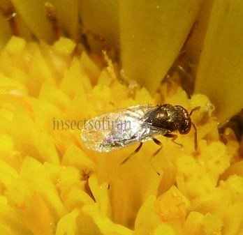 Catolaccus grandis