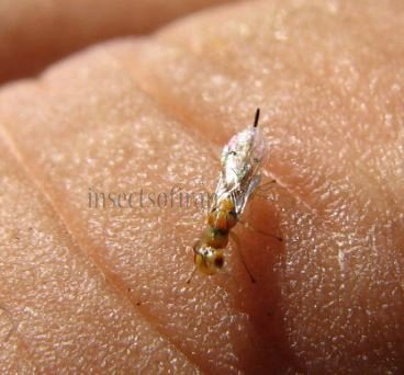Megastigmus sp