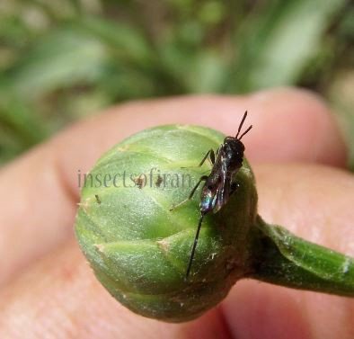 Glyphomerus stigma -2