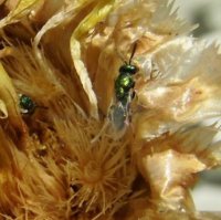 Torymus basalis-4