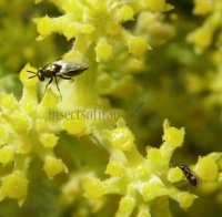 Torymus ventralis