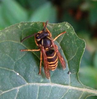 Dolichovespula media