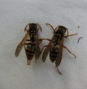 Polistes biglumis