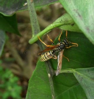 Polistes bischoffi-1