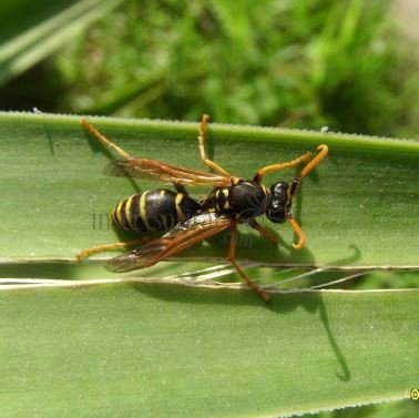 Polistes bischoffi-2