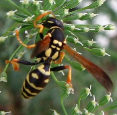 Polistes dominula -1
