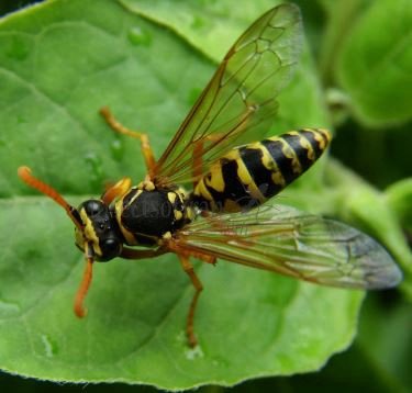 Polistes dominula -2