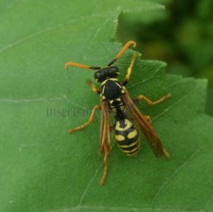 Polistes dominula -3