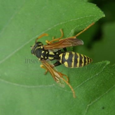 Polistes dominula -4