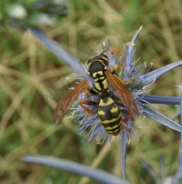 Polistes dominula -5