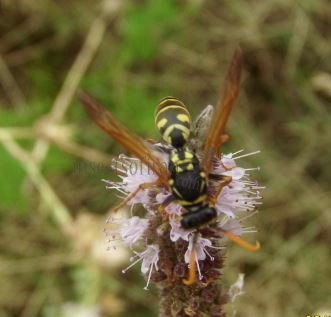 Polistes dominula -6