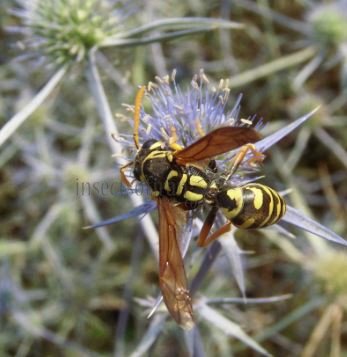 Polistes dominula -7