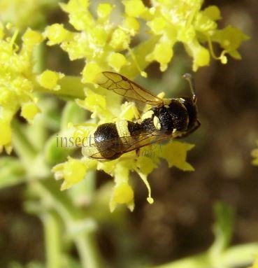 Euodynerus sp -1