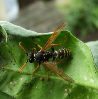 Polistes dominulus-4