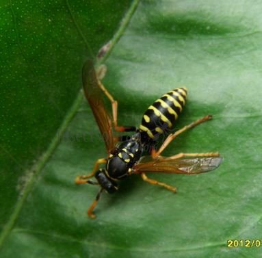 Polistes dominulus-6