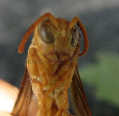 Polistes flavus 1