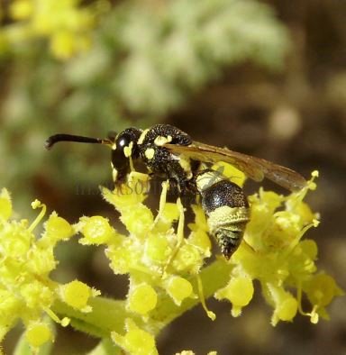 Euodynerus sp -2