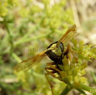 Polistes gallicus -1