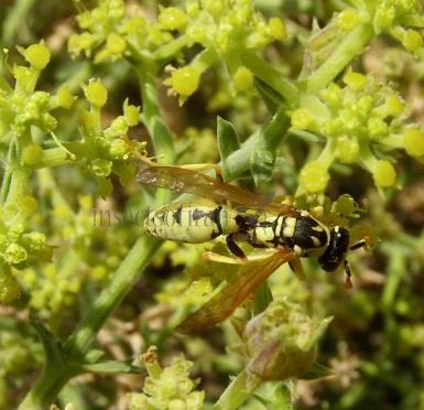 Polistes gallicus -2