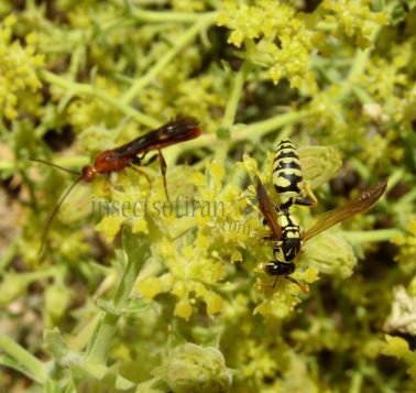 Polistes gallicus -3