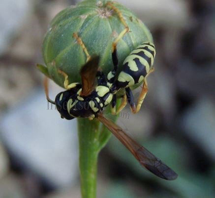 Polistes gallicus -11