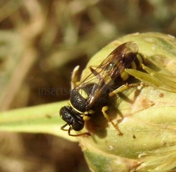 Euodynerus sp -3