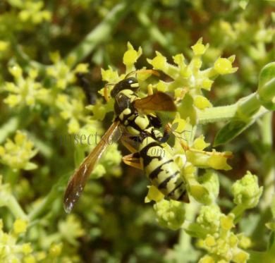 Polistes gallicus -12