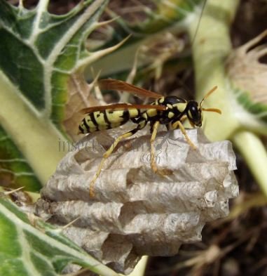 Polistes gallicus -13