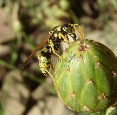 Polistes gallicus -14