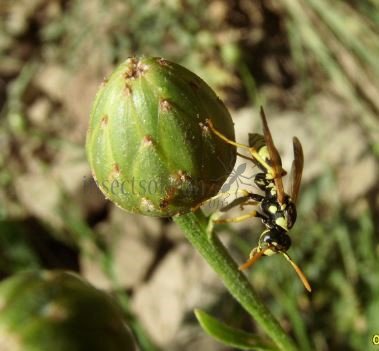 Polistes gallicus -15