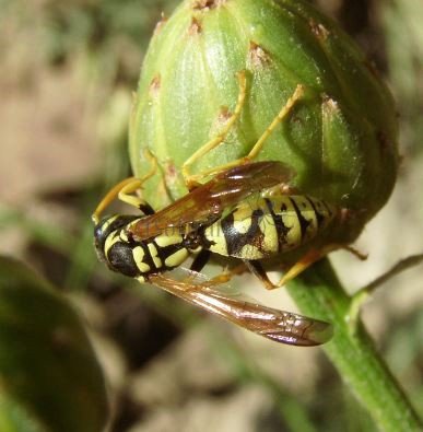 Polistes gallicus -16