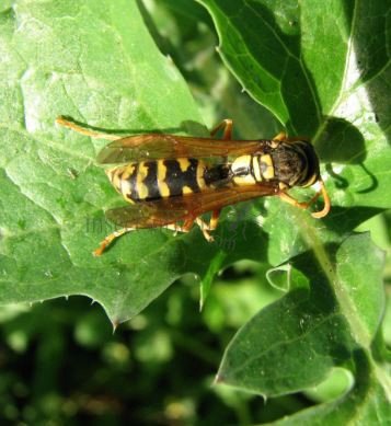 Polistes gallicus -17