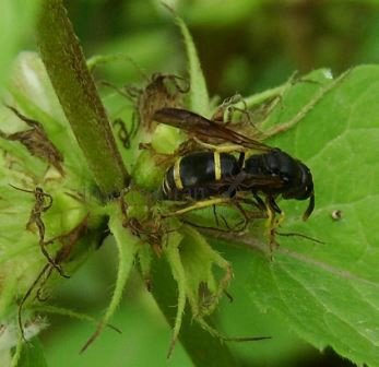 Odynerus melanocephalus -2