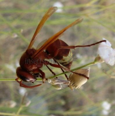 Vespa orientalis -3