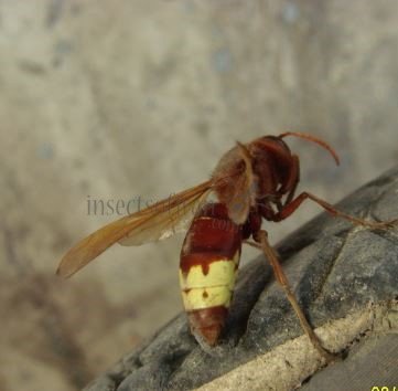 Vespa orientalis -5