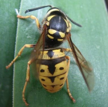 Vespula germanica -1