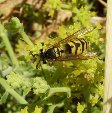 Vespula germanica -3