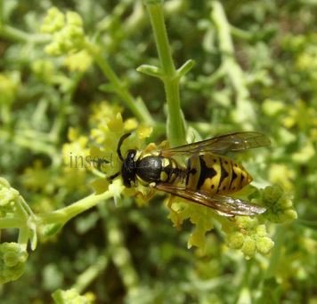 Vespula germanica-9