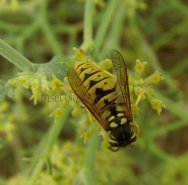Vespula germanica-10