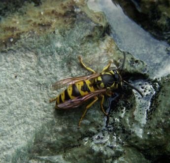 Vespula germanica-12