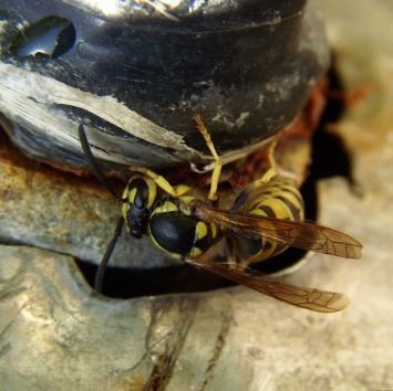 Vespula germanica-13