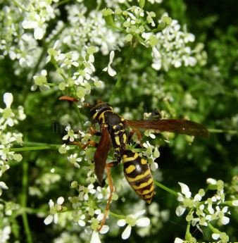 Polistes associus