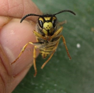vespula germanica-face