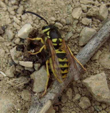 Vespula pensylvanica -1