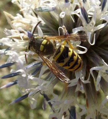 Vespula pensylvanica -2