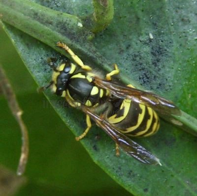Vespula pensylvanica -3