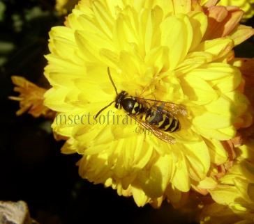 Vespula pensylvanica-5